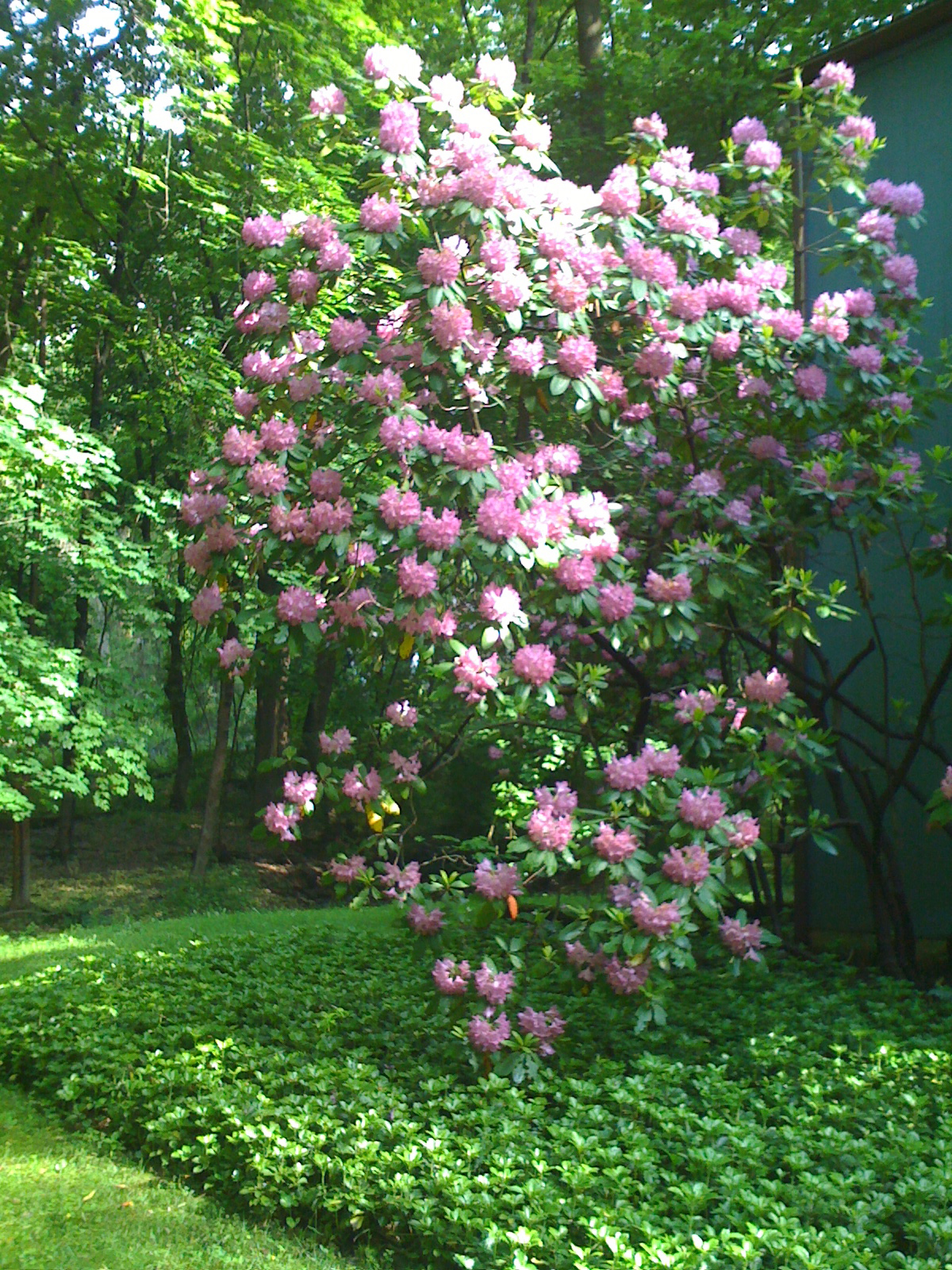 The big rhododendron in all its glory.