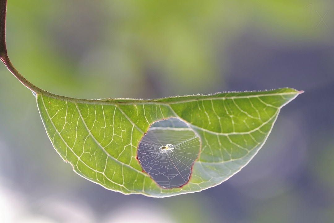 A hole in a leaf darned by a spider.