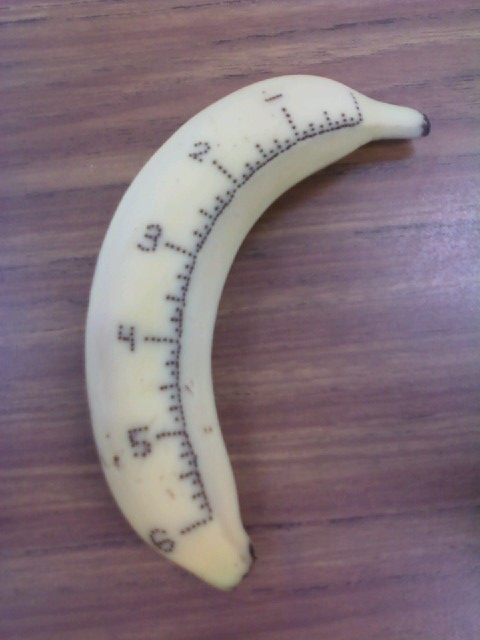 A banana with ruler markings beautifully bruised in, with a pin.