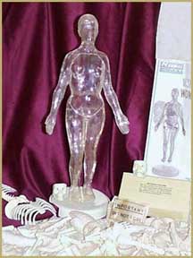 My own private model of the Visible Woman. Probably sold on eBay in the 1997 era.