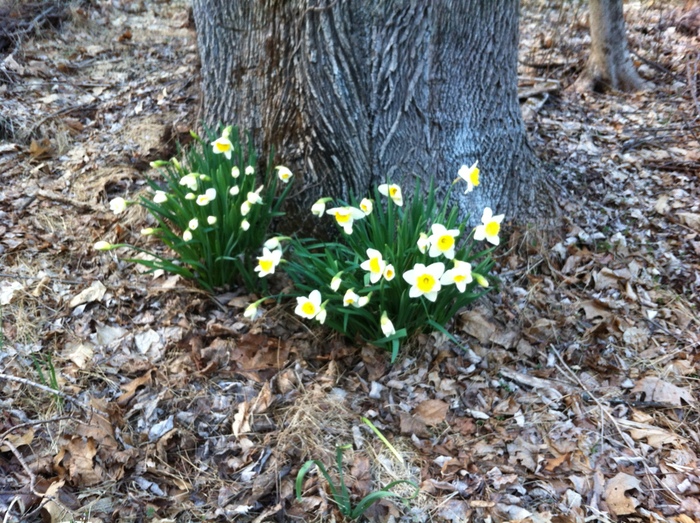 Some early spring daffodils under a tree.