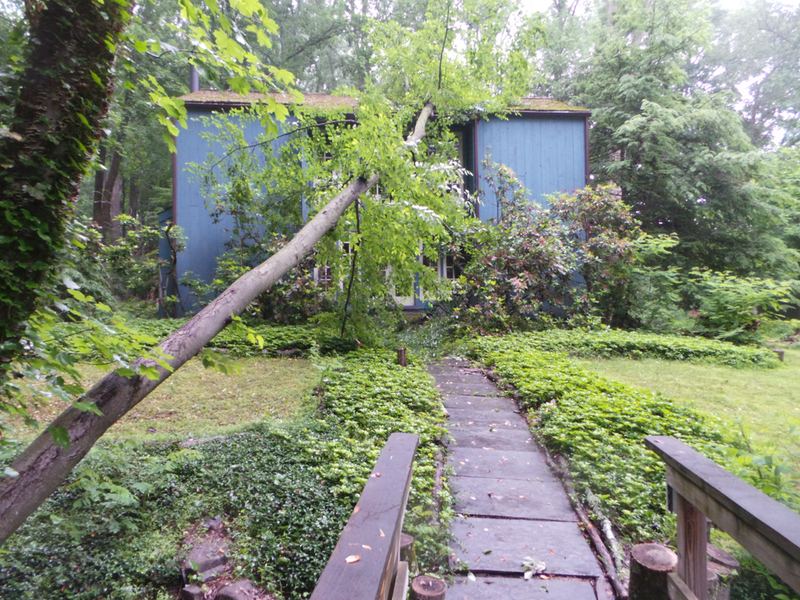 The tree that hit our house.