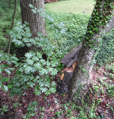 The base of the fallen tree.