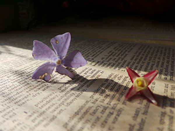 A test of bokeh with some tiny wildflowers on my favorite Theasaurous-Max.