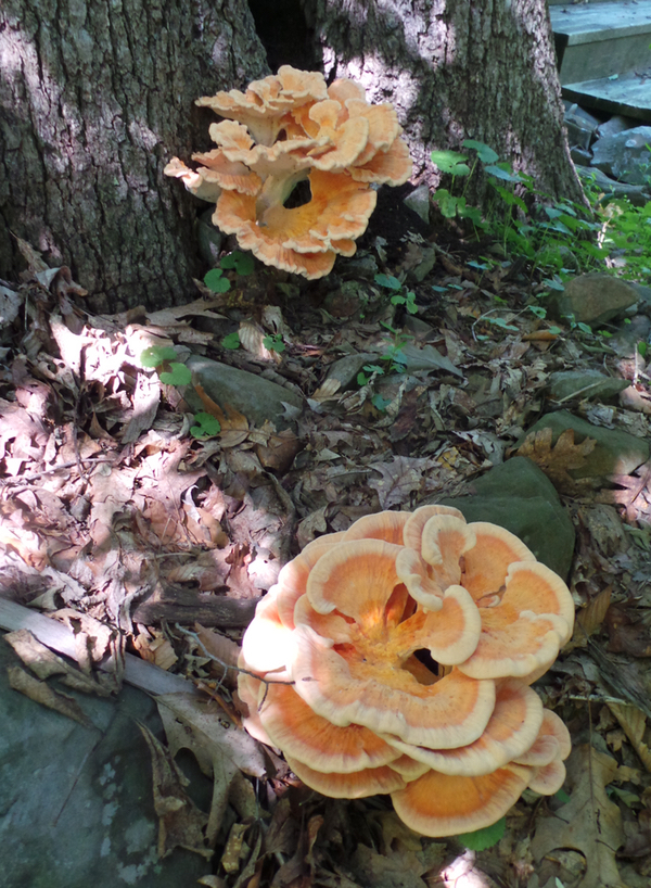 This is a mushroom known as Chicken of the Woods. I hope. I haven't tried it -- yet.