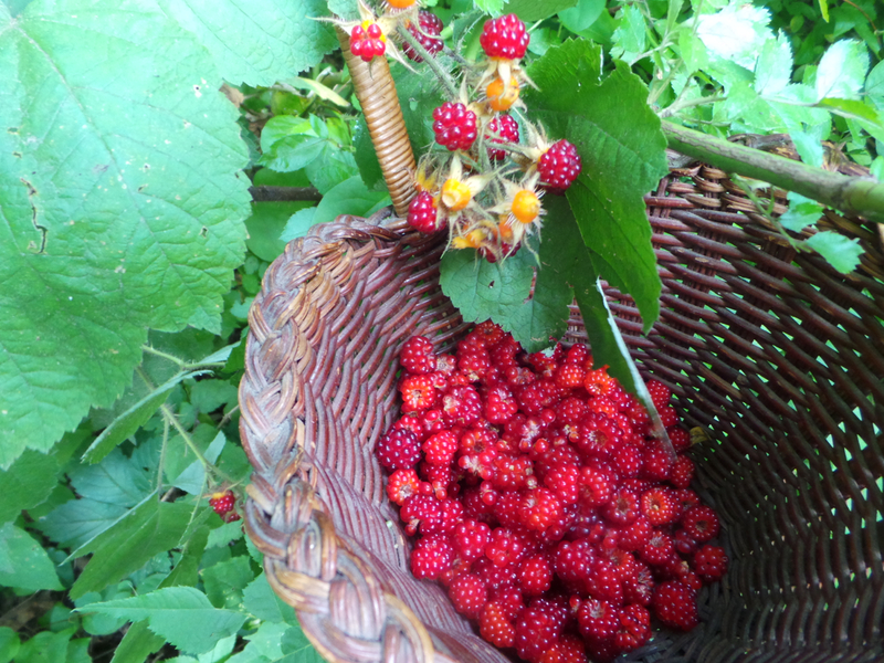 Part of this year's harvest of sticky red raspberries. Wild and sweeter than honey.