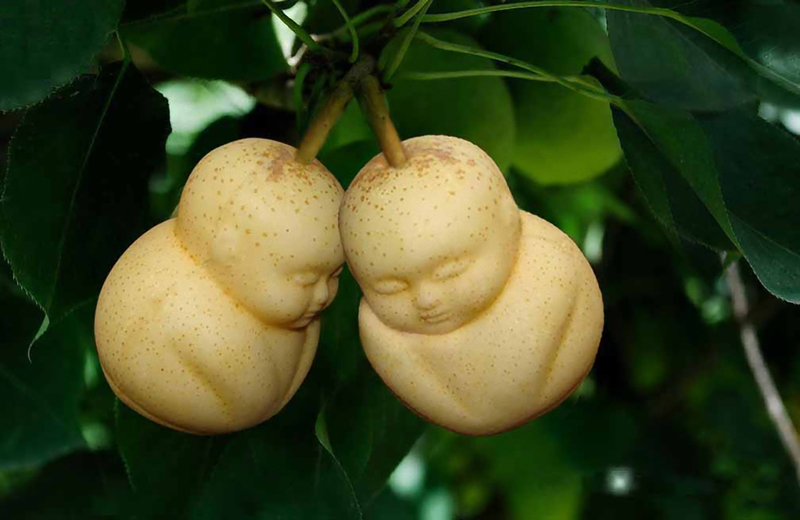 A pear shaped like a buddha.