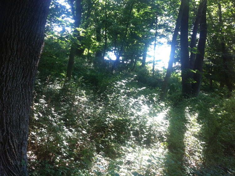 A photo of my yard in the sunrise.