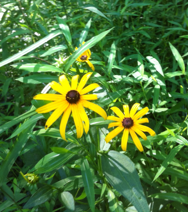 A photo of black-eyed susies from my garden. Hi Kevan.