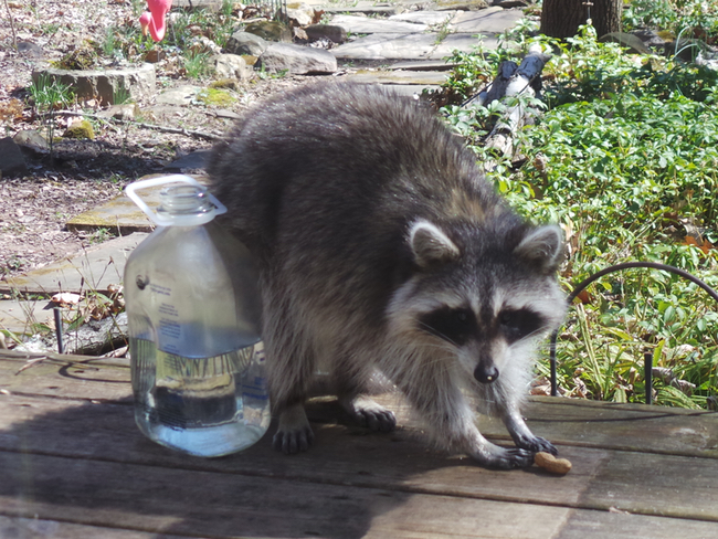 A raccoon framed by the glass door.