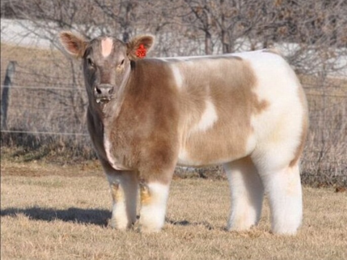 A cow with a blow-dry. A cow with a blow-dry.