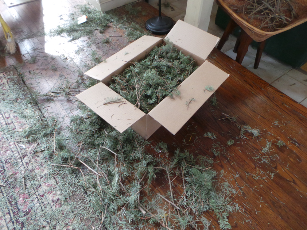 The remains of the tree..