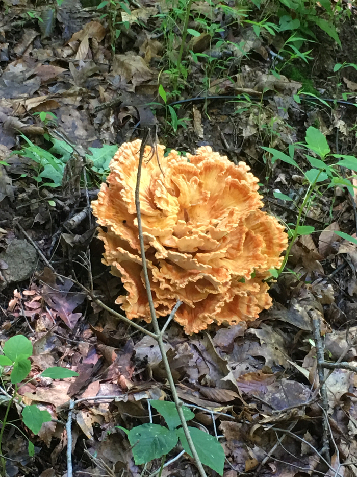 This year's terrifying blooming.