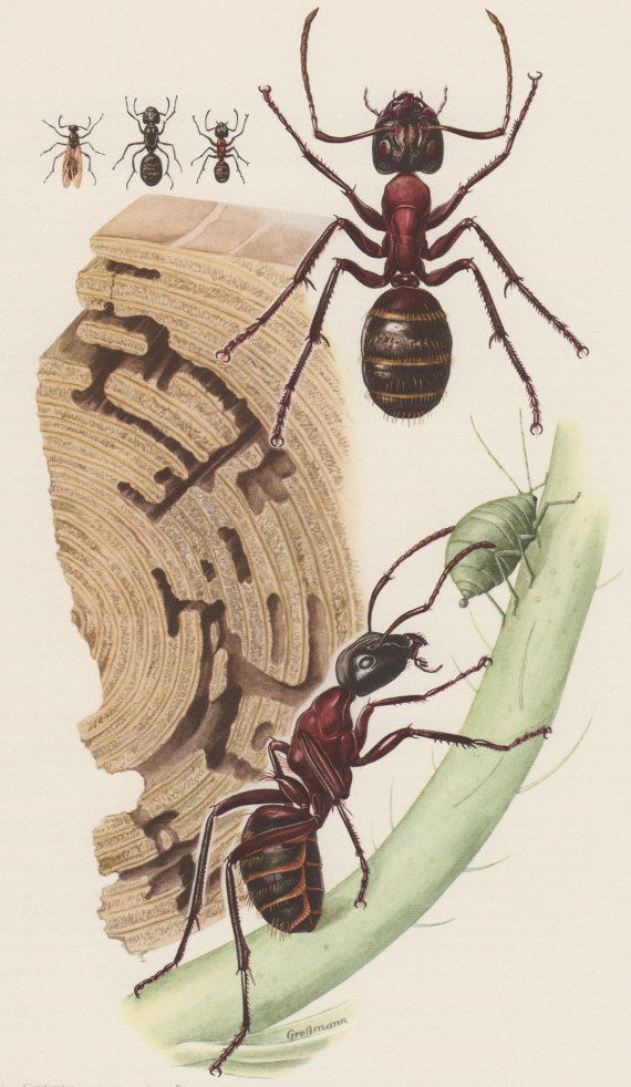A botanical drawing of ants.