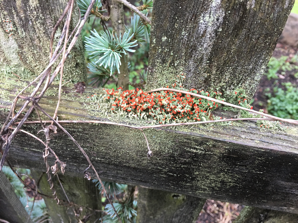 The tiniest of forests. The tiniest of forests.
