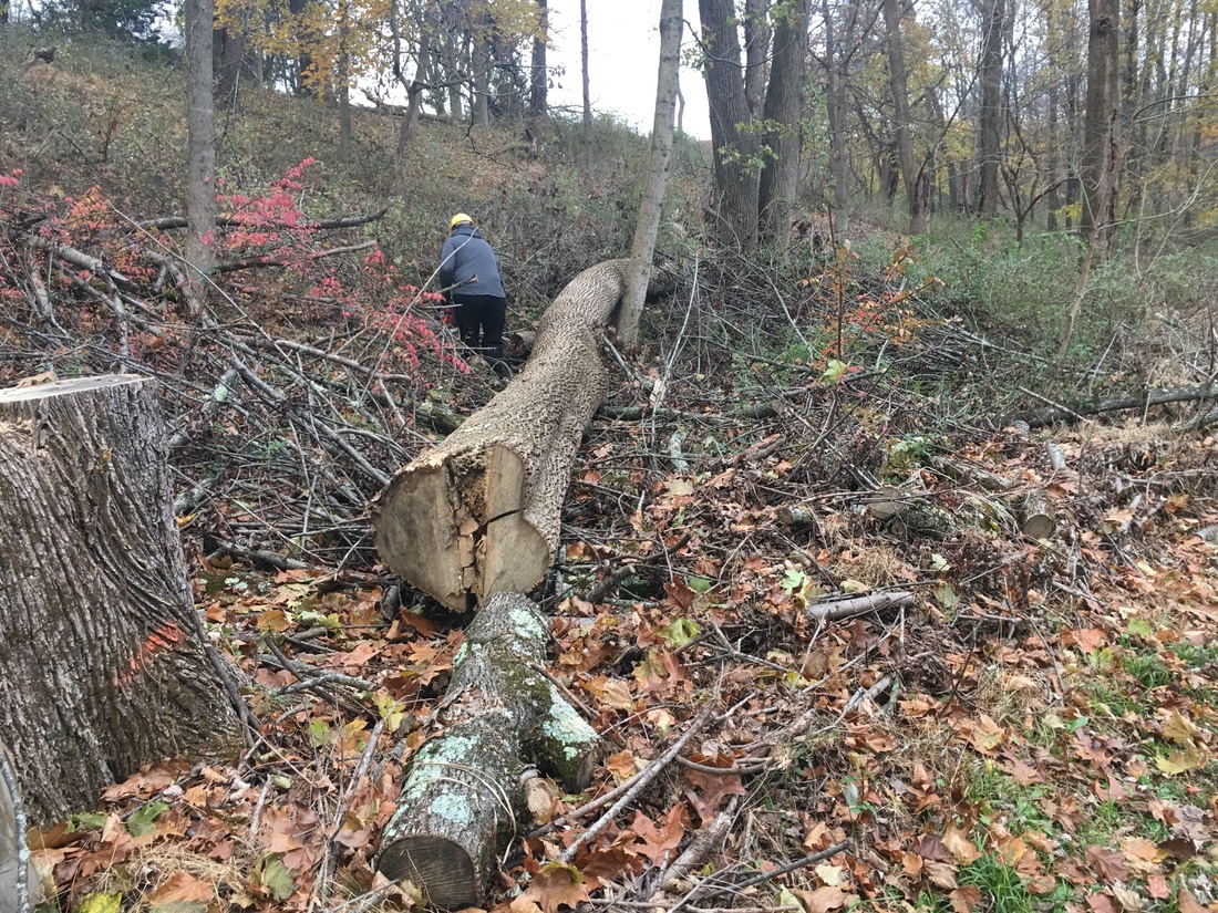 Uncle Freddie tackles the big log.
