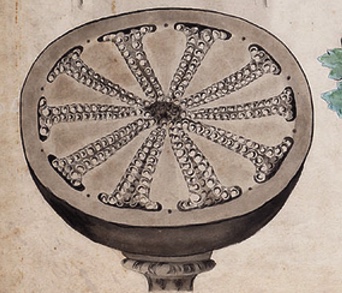 Botanical drawing of a poppy.