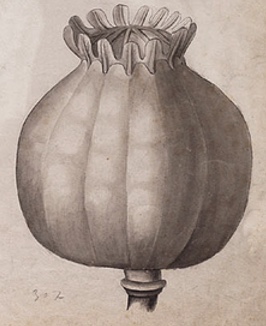 Botanical drawing of a poppy.