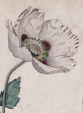 Botanical drawing of a poppy.