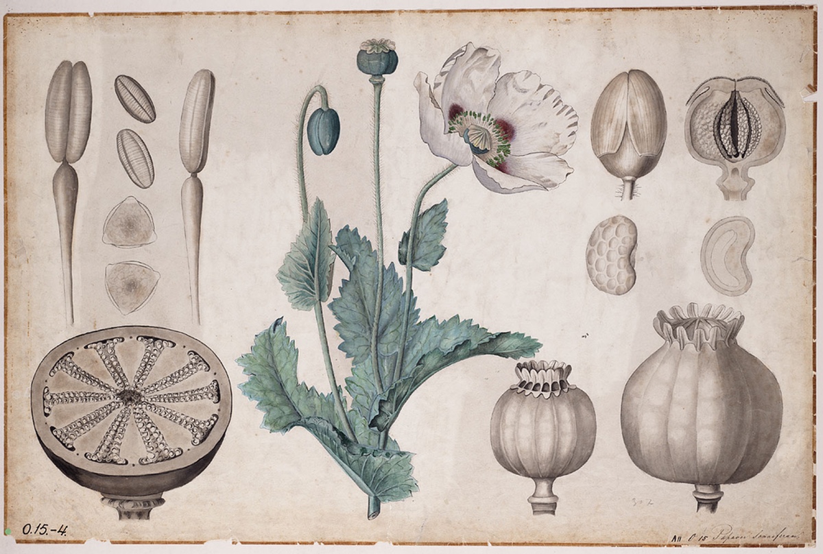 Botanical drawing of a poppy.