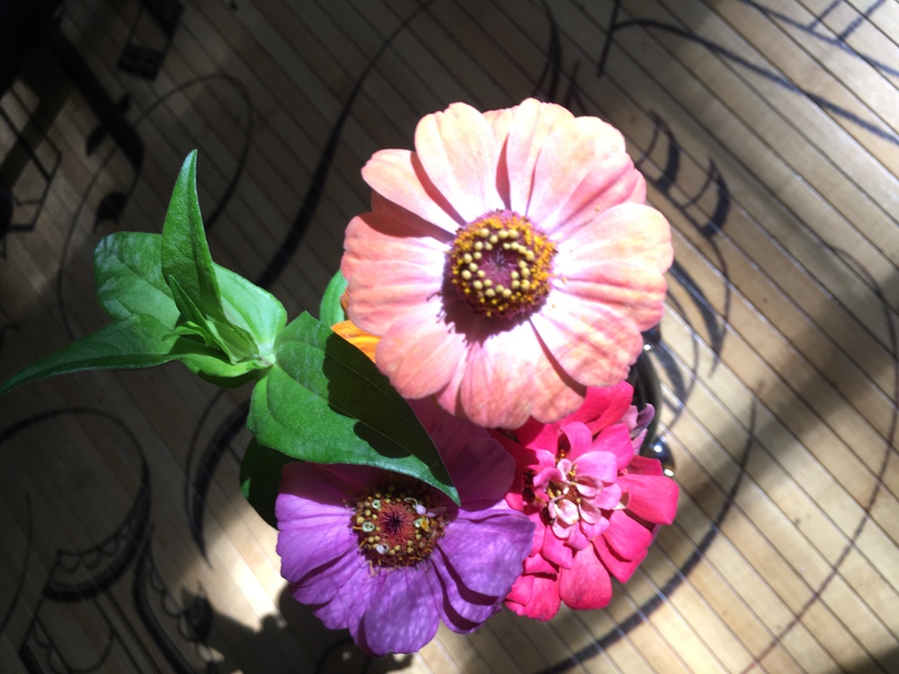 Some pretty zinnias in the sunlight.