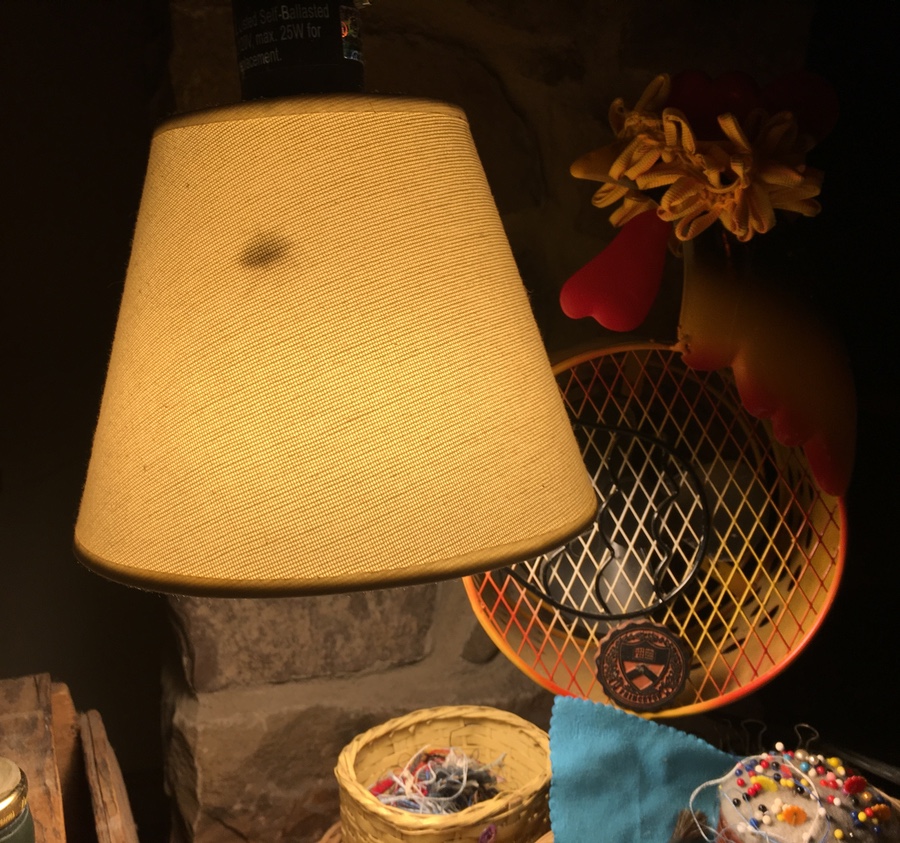 Halyomorpha halys seeks warmth.