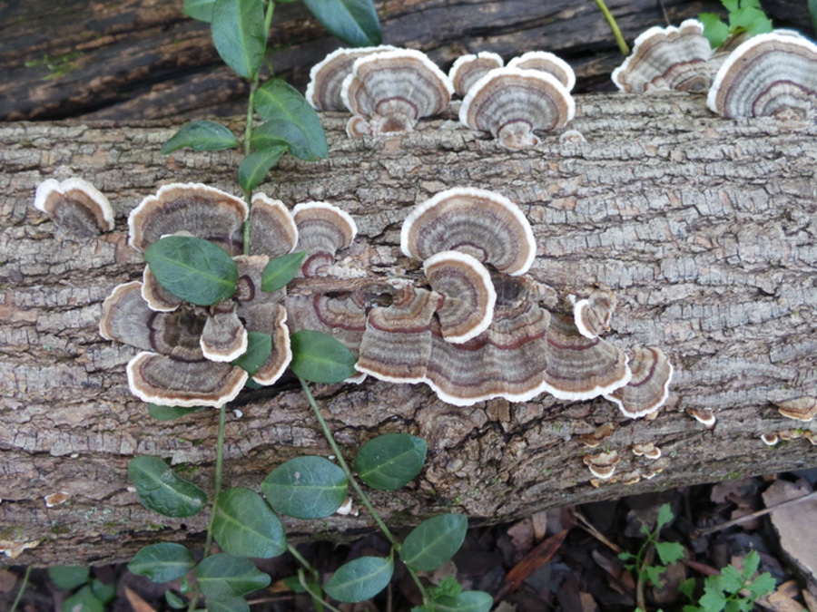 Turkey tail mushrooms that I found in 2013. Turkey tail mushrooms that I found in 2013.
