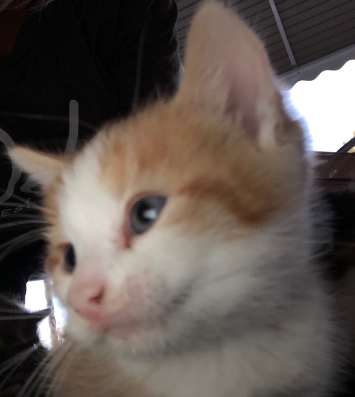 His enchanting smile.