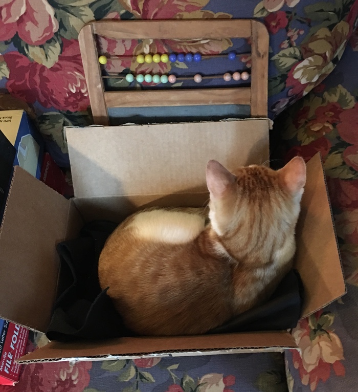 Give Your Cat A Superior Mind™.