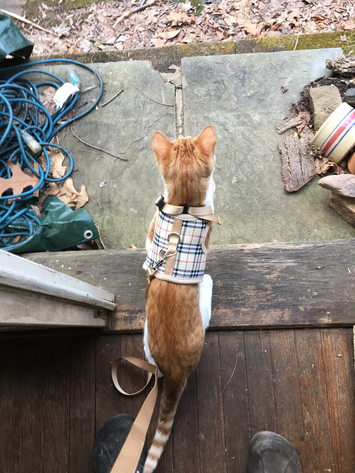 Harvey looks out at the big, wide world. His environment is charmingly rustic. Harvey looks out at the big, wide world. His environment is charmingly rustic.