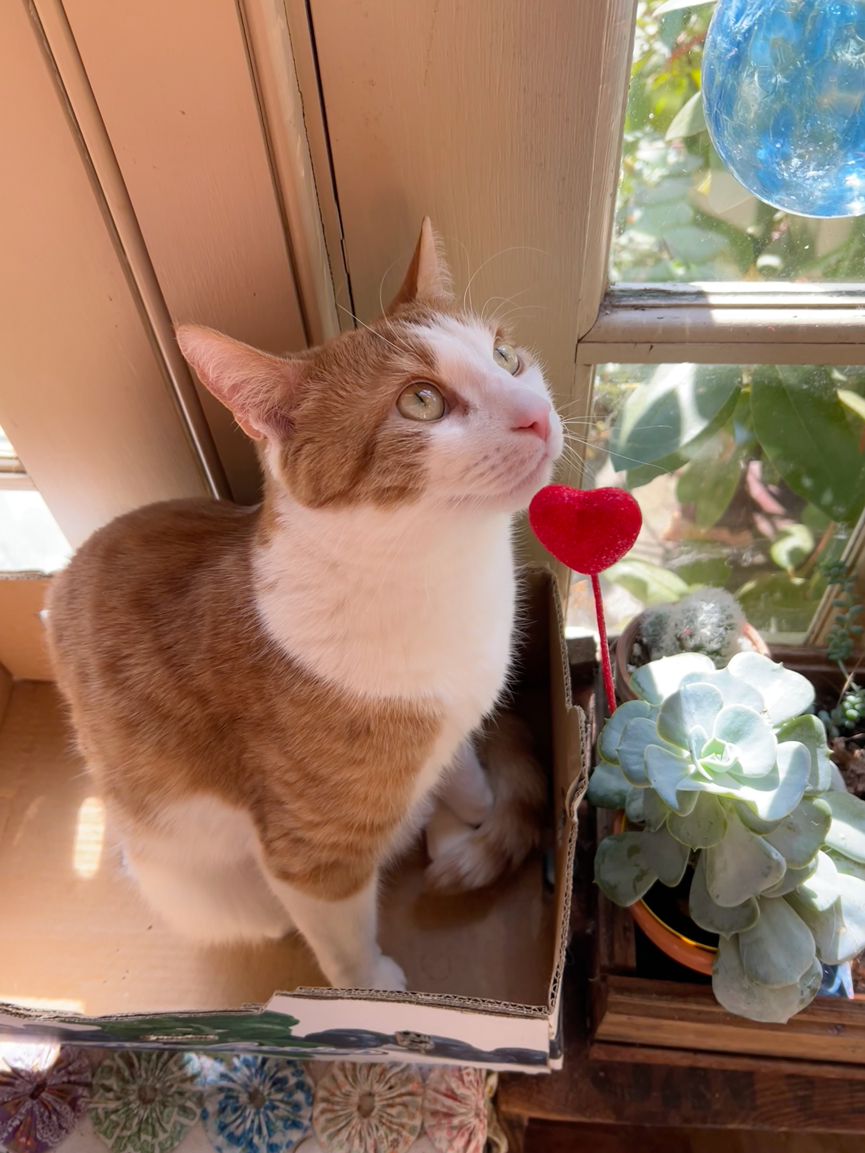 Cute as a button.